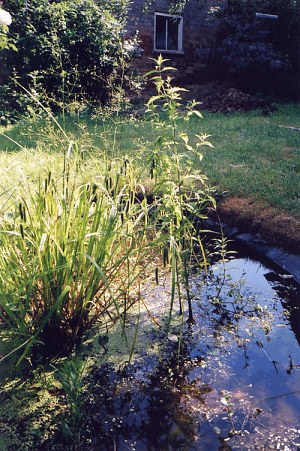 'My Wild Pond'  copyright Meg Amsden 2001